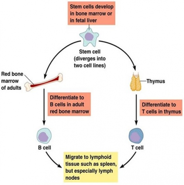 LYMPHOCYTES: B-Cells and T-Cells