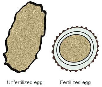 Unfertilized and fertilized eggs of Ascaris lumbricoides