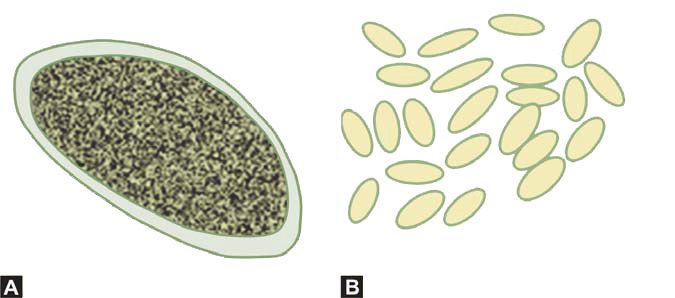Figure 1181.8 (A) Enterobius eggs (B) Enterobius eggs collected by transparent tape method