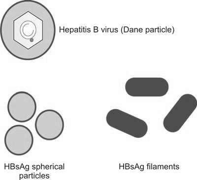 Figure 1197.1 Diagrammatic representation of hepatitis B virus
