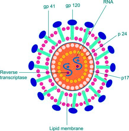 Figure 1197.4 Diagrammatic representation of human immunodeficiency virus