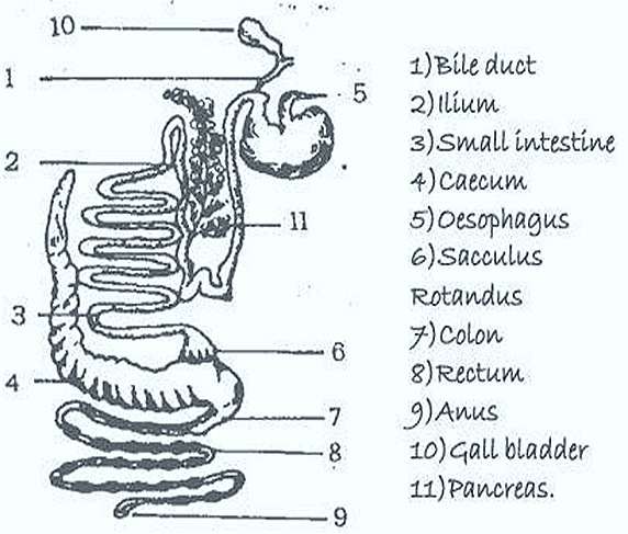 digestivesystemrabbitmammal thumb17