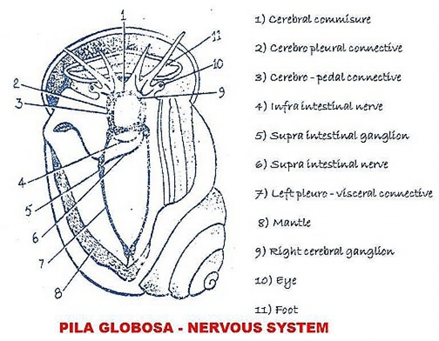 NERVOUS SYSTEM OF PILA (SNAIL)