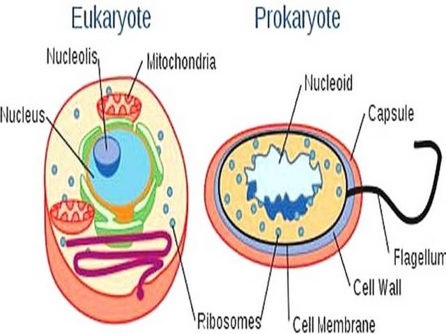 Prokaryotic And Eukaryotic Cells : difference between prokaryotic and eukaryotic cells - Introduction to similarity and difference between prokaryotic and eukaryotic cell.