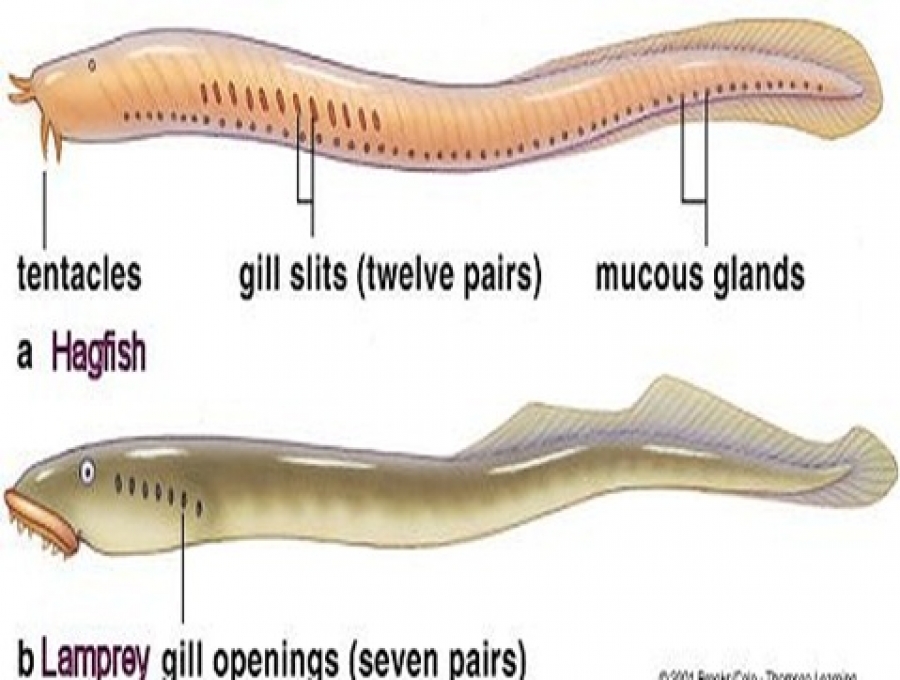 DIFFERENCES BETWEEN PETROMYZON (LAMPREY) AND MYXINE (HAGFISH)